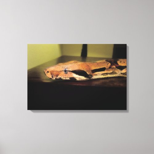 Helix Boa constrictor imperator Canvas Print