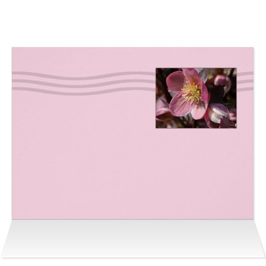 Hellebore (Inside Horizontal (Top))