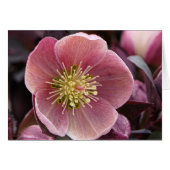 Hellebore (Front Horizontal)
