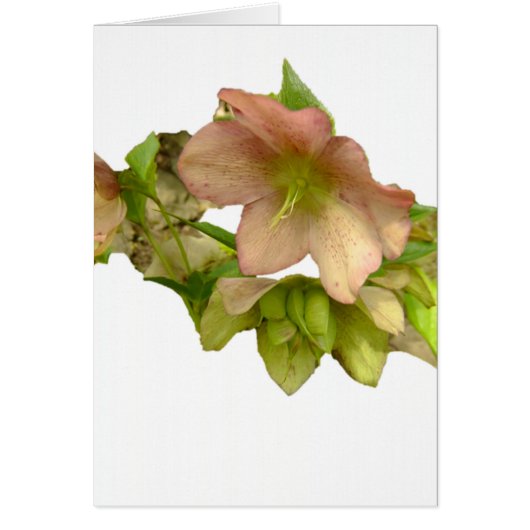 Hellebore 1 cards (Front)