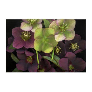 Hellebore Blossoms Acrylic Print