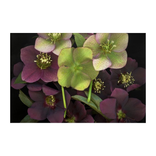Hellebore Blossoms Acrylic Print (Front)