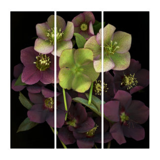 Hellebore Blossoms Acrylic Print Triptych