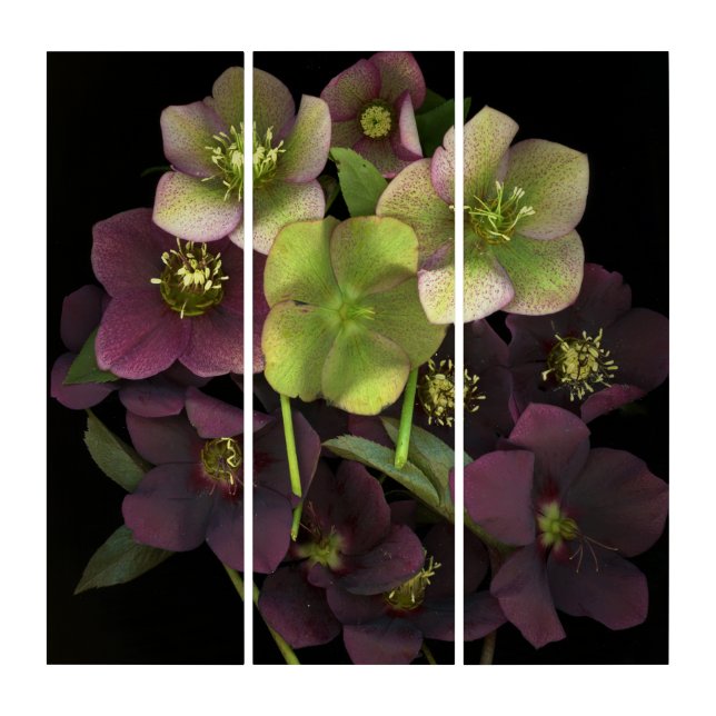 Hellebore Blossoms Acrylic Print Triptych (Front)