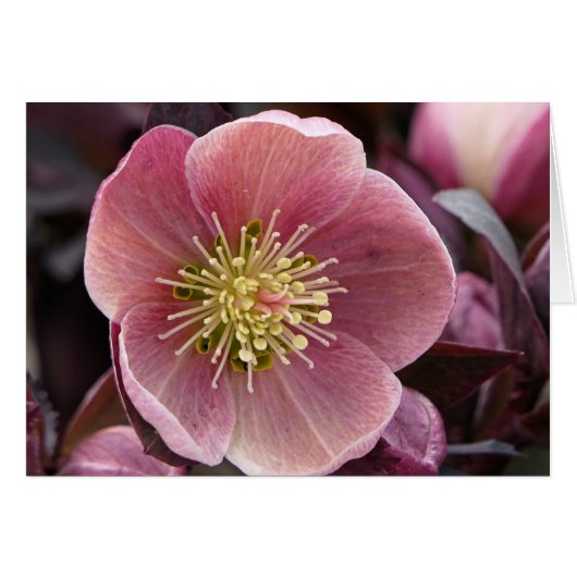 Hellebore Cards (Front Horizontal)