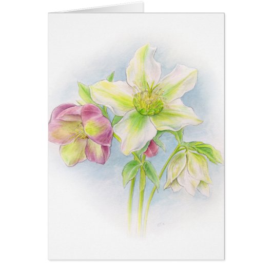Hellebore floral white pink green note card (Front)