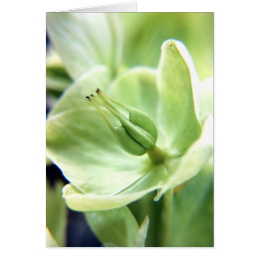 Hellebore (green) cards (Front)
