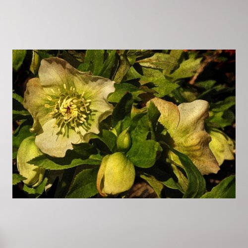 Hellebore Lenten Rose Poster