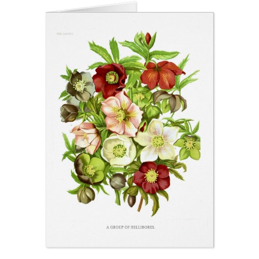 Hellebores Cards (Front)