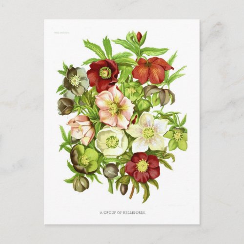 Hellebores Postcard