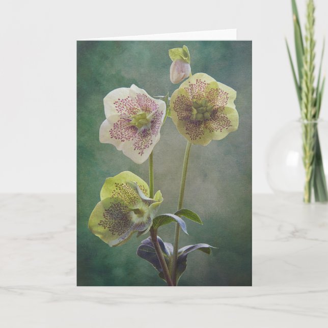 Helleborus card (Front)