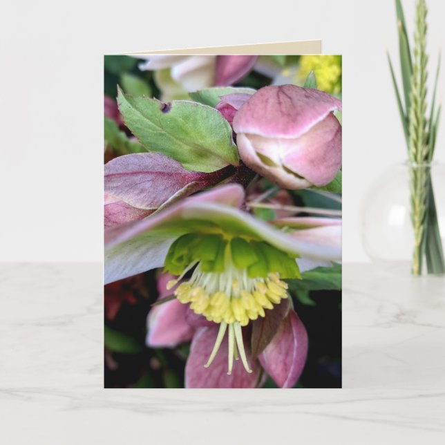 Helleborus Lividus Blank Greeting Card 1 (Front)