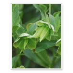 Helleborus Temporary Tattoos