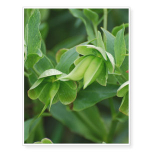 Helleborus Temporary Tattoos