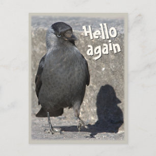 Hello again CC0518 Jackdaw Postcard