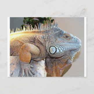 Hello Big Boy Postcard