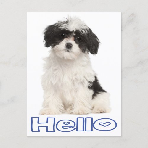 Hello Black And White Havanese Puppy Dog Postcard