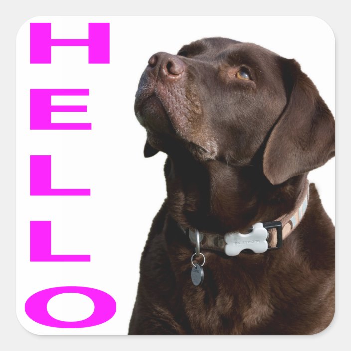 Hello Black Brown Labrador Retriever Sticker Label | Zazzle.com