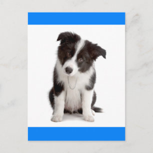 Hello Border Collie Puppy Dog Greeting Post Card