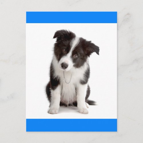 Hello Border Collie Puppy Dog Greeting Post Card