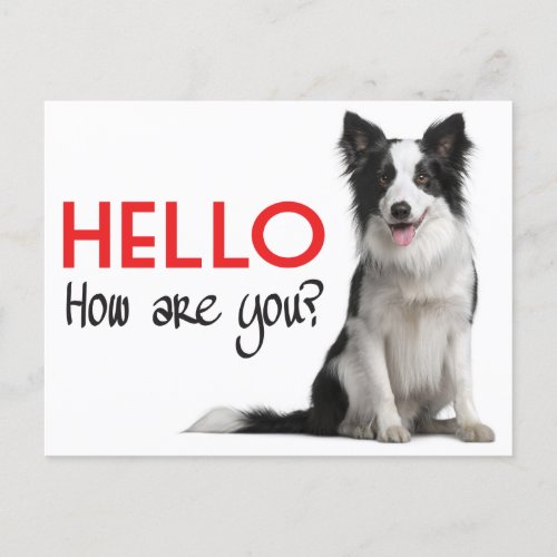 Hello Border Collie Puppy Dog Post Card