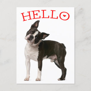 Hello Boston Terrier Puppy Dog Red Thinking of You Postcard