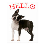 Hello Boston Terrier Puppy Dog Red Thinking of You Postcard