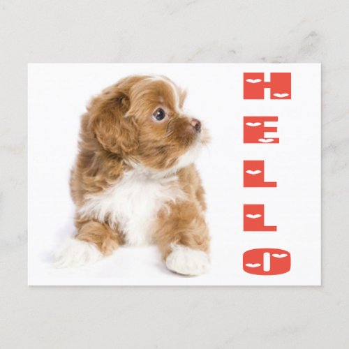 Hello Brown And White Havanese Puppy Dog Postcard