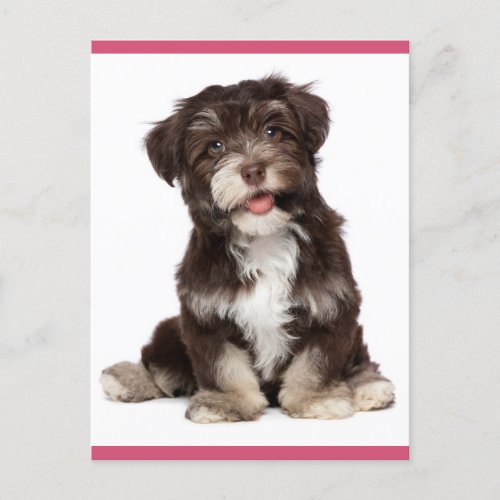 Hello Brown and White Havanese Puppy Dog Postcard