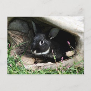 Hello Bunny Postcard by deemac1 at Zazzle