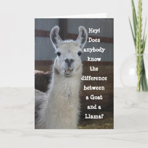 Hello Card Cute Funny Llama Humor