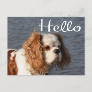 Hello Cavalier King Charles Spaniel Puppy Dog Postcard
