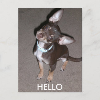 HELLO Chihuahua Postcard