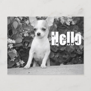 Hello Chihuahua Puppy Dog Post Card