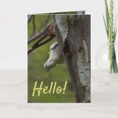 Hello Cockatoos in a Tree Australia Card