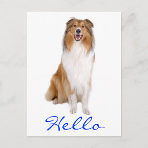 Hello Collie Puppy Dog Greeting Postcard