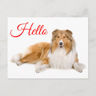 Hello Collie Puppy Dog Post Card