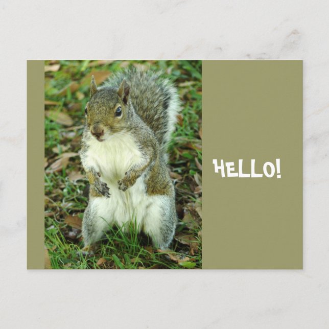 Hello, Cute standing squirrel Postcard (Front)