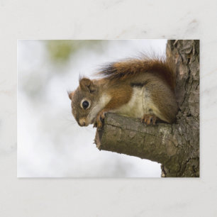 Hello Down There Postcard