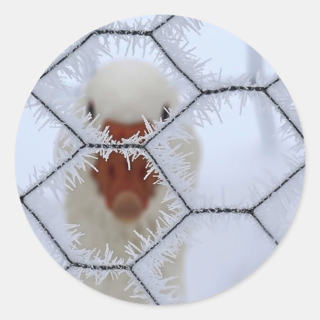 Hello! Duck behind frosted fence Classic Round Sticker (Front)