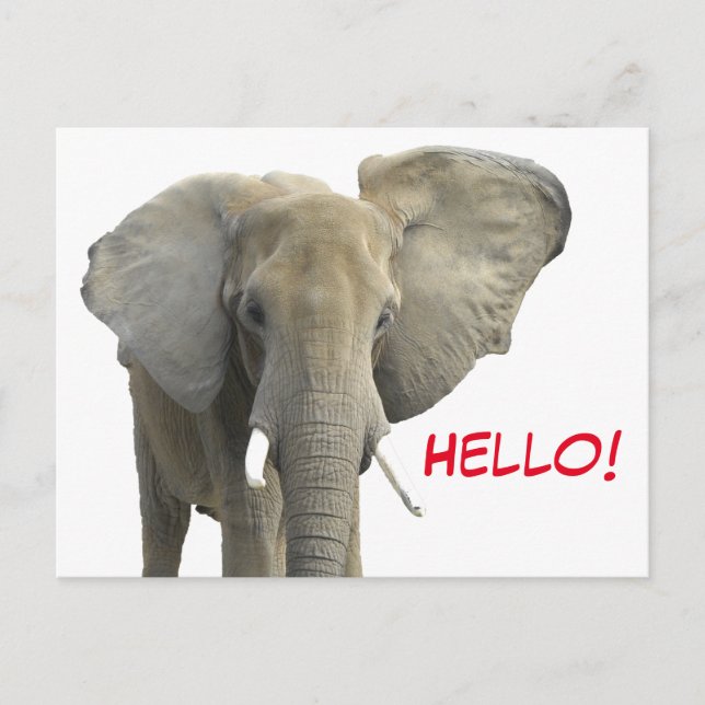 Hello Elephant Safari Animal  Postcard (Front)
