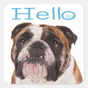 Hello English Bulldog Puppy Dog Heart Sticker