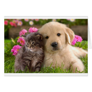 golden retriever puppy cards golden retriever puppy greeting cards zazzle golden retriever puppy cards golden retriever puppy greeting cards zazzle