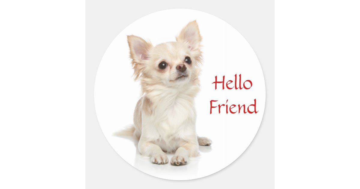 Hectáreas Conciso Serena Hello Friend Long Haired Chihuahua Sticker | Zazzle