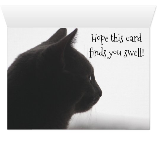 Hello From A Kitty Cat (Inside Horizontal (Bottom))