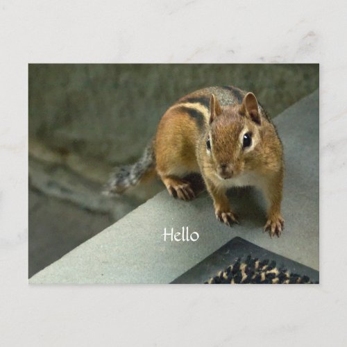 Hello from a Sweet Chipmunk Postcard