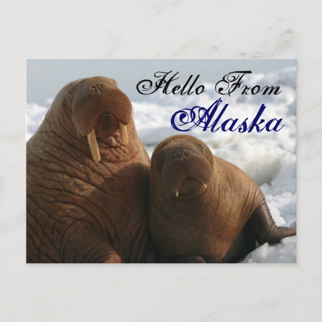 Hello From Alaska Walrus Post Card (Front)