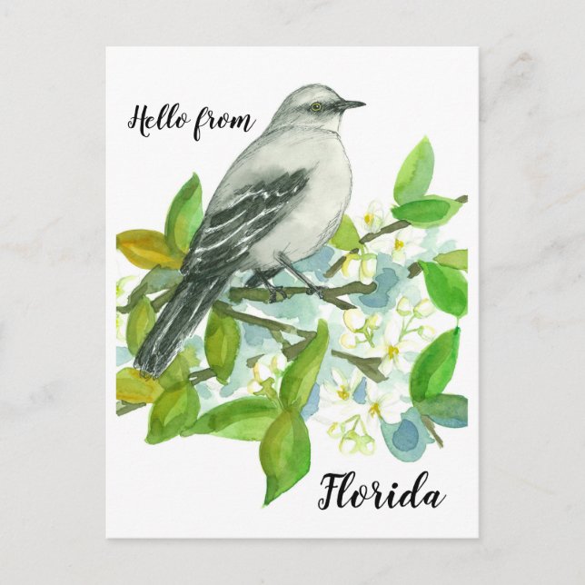 Hello From Florida Mockingbird Orange Blossom Postcard (Front)