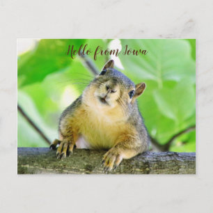 Hello from Iowa Postcard