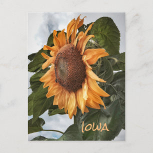 Hello From Iowa Postcard